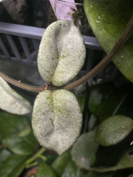 Hoya carnosa grey ghost - fresh cut - 1 node - Unrooted