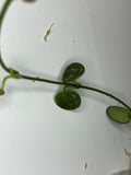 Hoya serpens splash - Unrooted