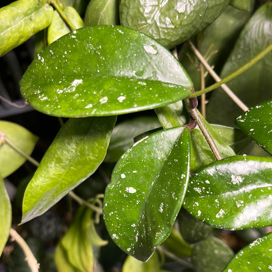 Hoya Jeurney - fresh cut 1 node - Unrooted