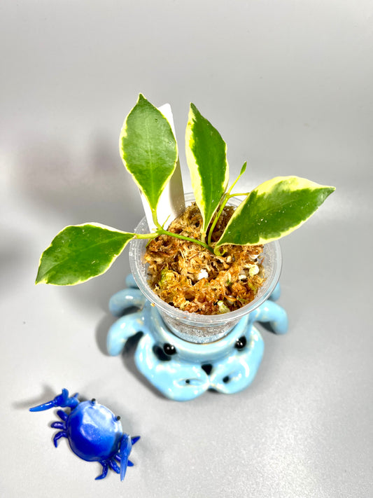 Hoya heuschkeliana albomarginata - active growth