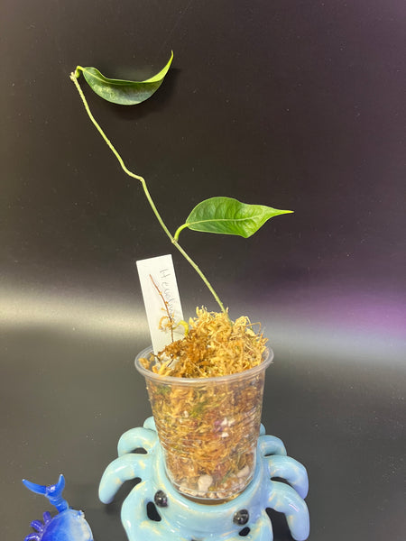 Hoya sp aff evelinae - starting to root