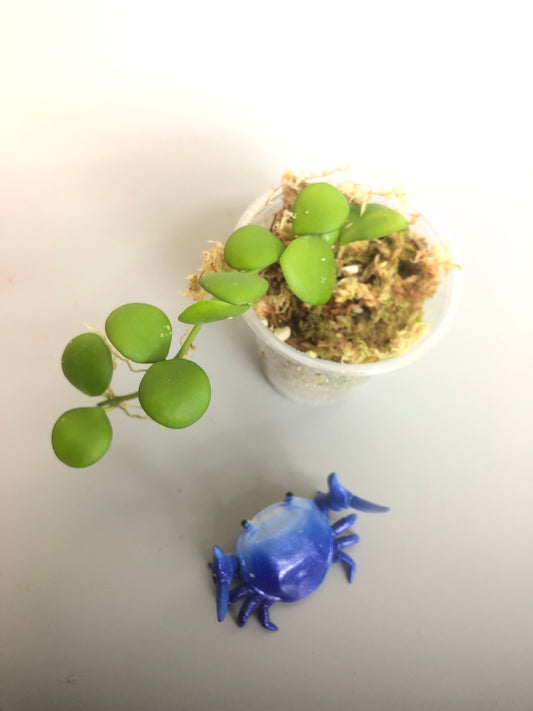 Hoya heuschkeliana - rooted