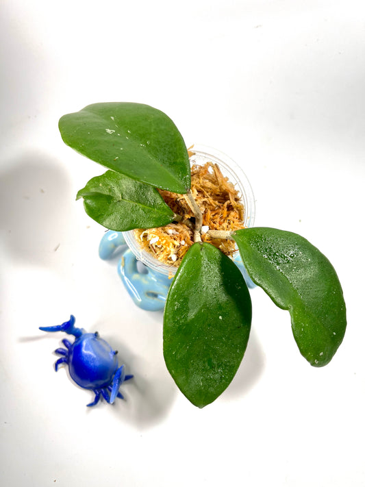 Hoya joel - Unrooted