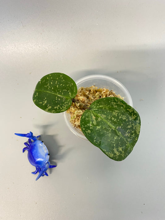 Hoya parasitica splash - starting to root