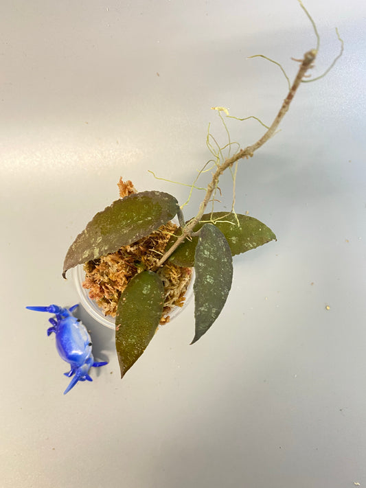 Hoya caudata Sumatra - unrooted