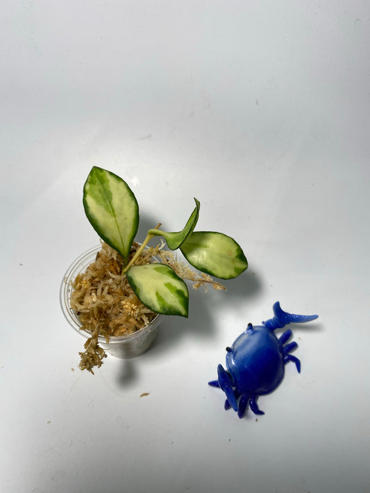 Hoya heuschkeliana variegated - unrooted