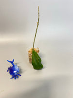 Hoya ranauensis - unrooted