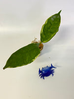 Hoya kenejiana albomarginata - throngs treasure - unrooted