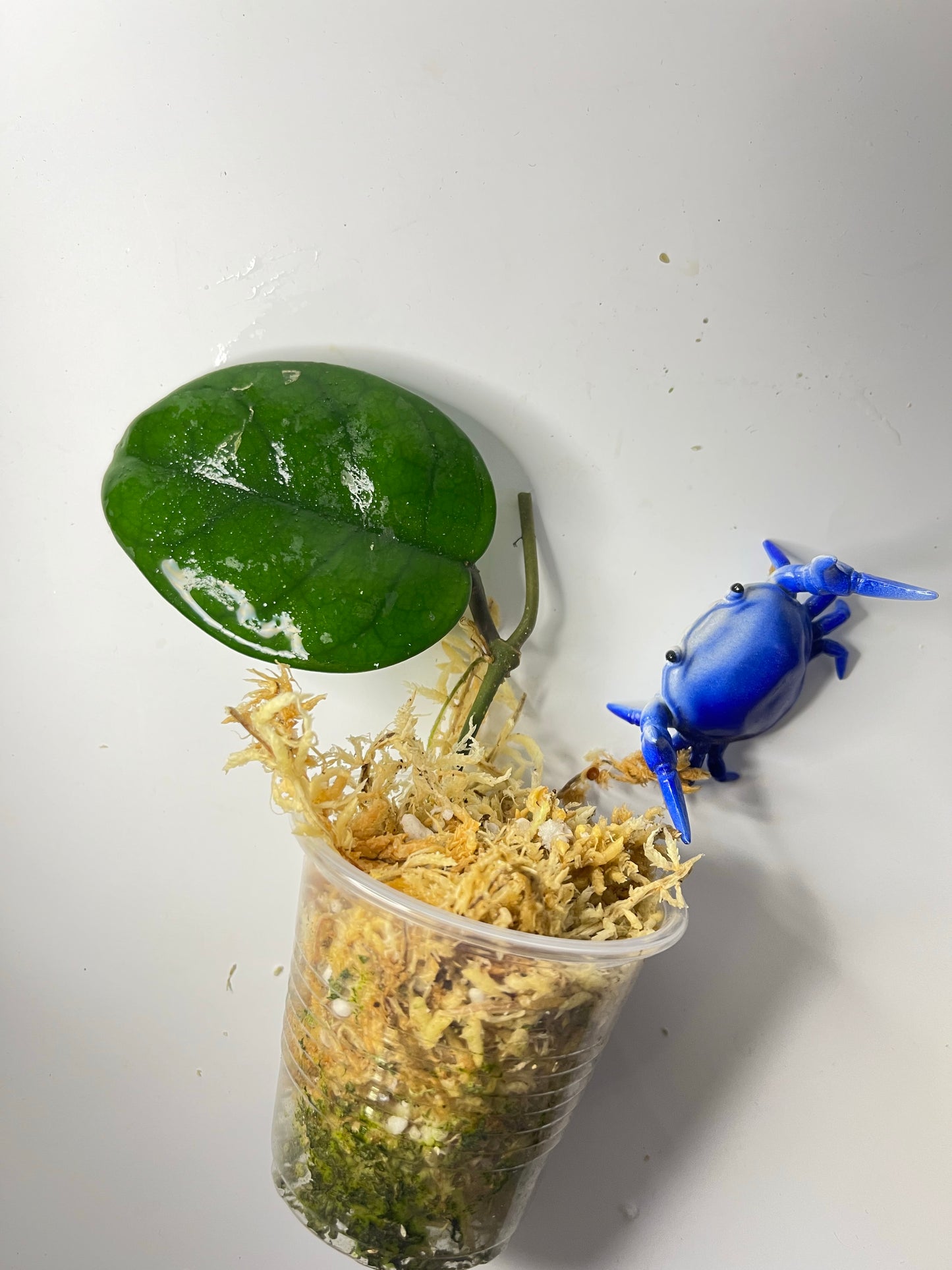 Hoya motoskei - unrooted