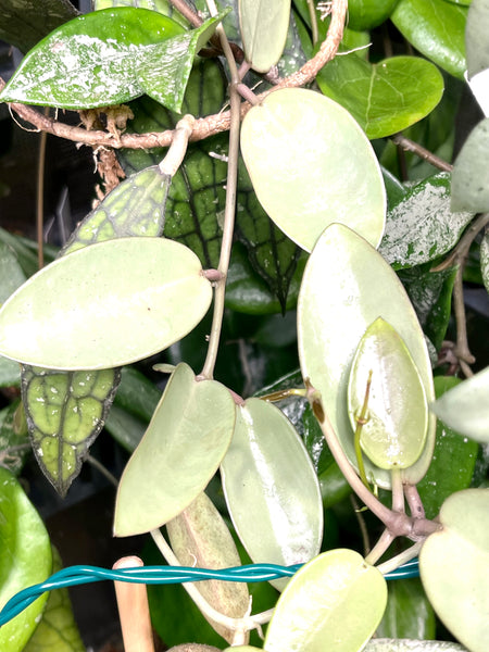 Hoya silver dollar - fresh cutting 1 node / 1 leaf - Unrooted