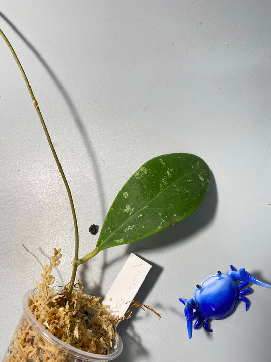 Hoya rintzii borneo - starting to root