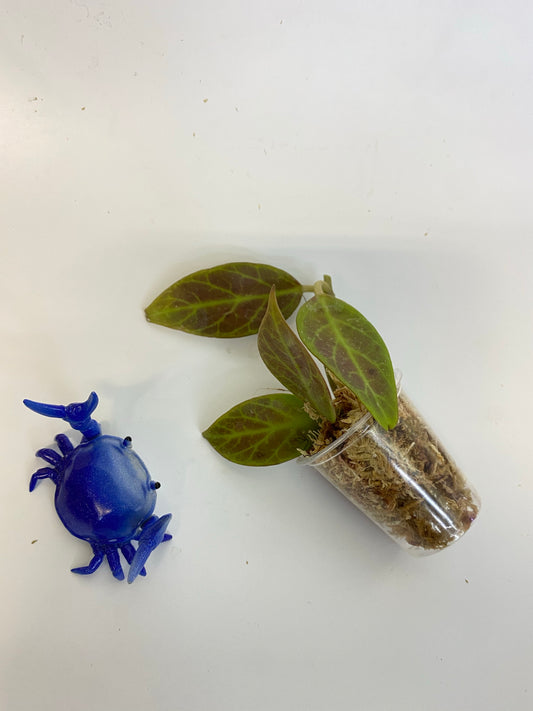 Hoya cv sunrise - has roots