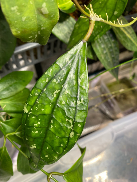 Hoya Germany - Unrooted, fresh cut 1 leaf, 1 node