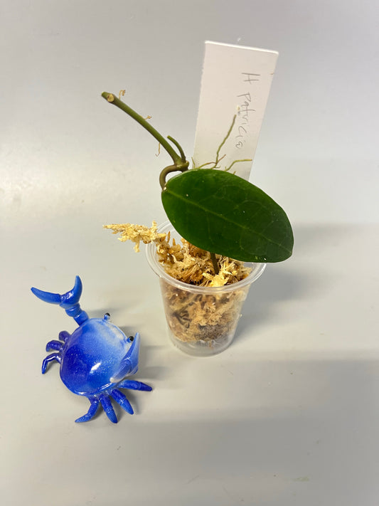 Free addon - Hoya patricia - Darwinii x Elliptica - Unrooted