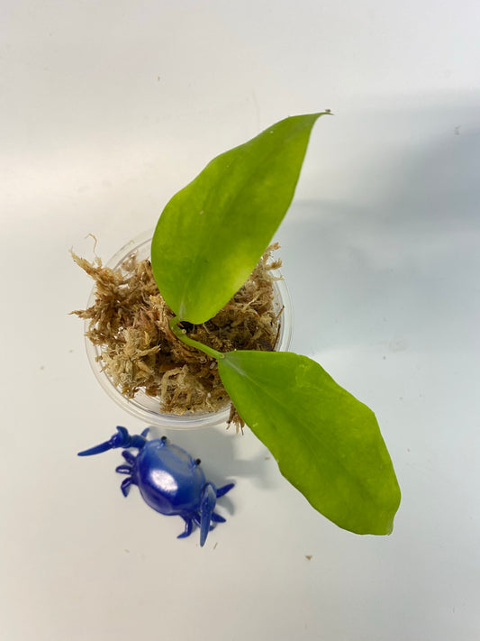 Hoya cominsii - barely starting to root