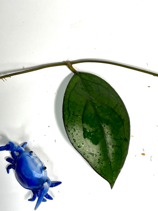 Hoya PMP 176 - joy x Jennifer - fresh cut - Unrooted