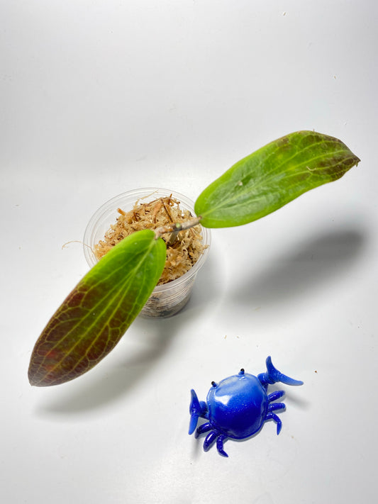 Hoya bordenii - unrooted