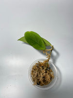 Hoya erythrostemma - pink corona - unrooted