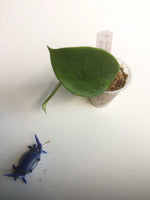 Hoya sweet scent