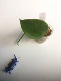 Hoya sweet scent