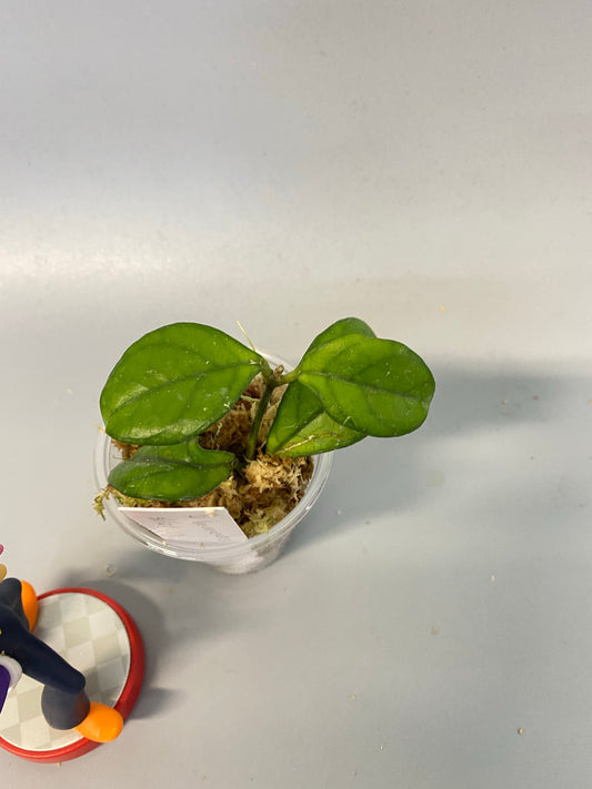 Hoya hainanensis - growth point emerging