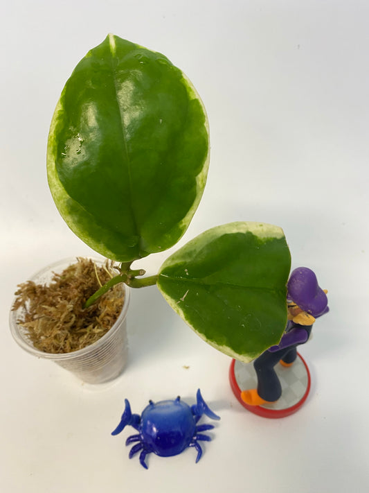 Reserved for kimberlee - Hoya incrassata albomarginata / ‘eclipse’ - starting to root