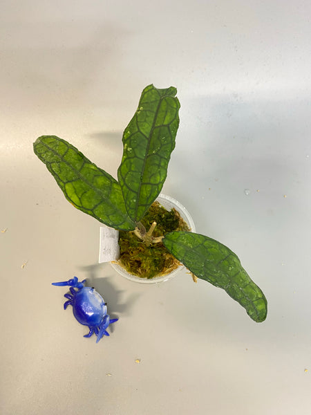 Hoya finlaysonii long leaf - new growth.