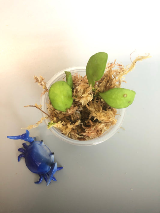 Hoya heuschkeliana - starting to root