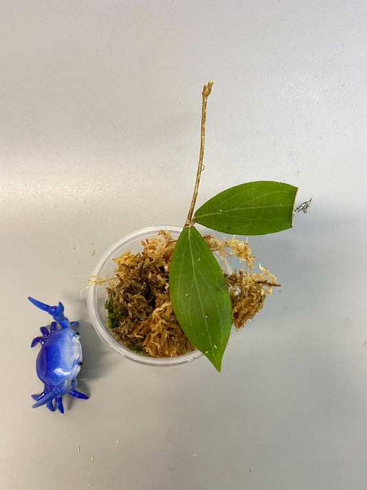 Hoya camphorifolia - Unrooted