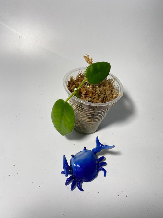 Hoya gigas - has large flowers - unrooted