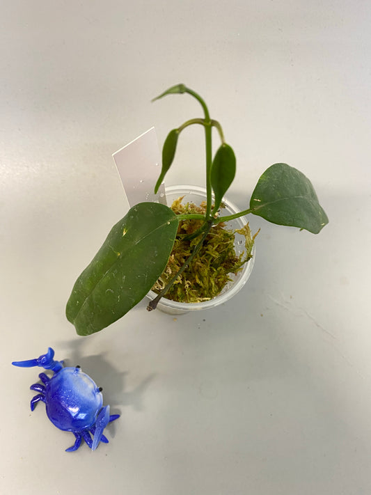 Hoya buotii sunrise - active growth