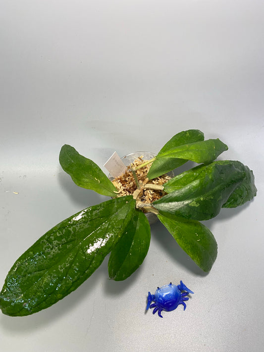 Hoya ranauensis - has some roots