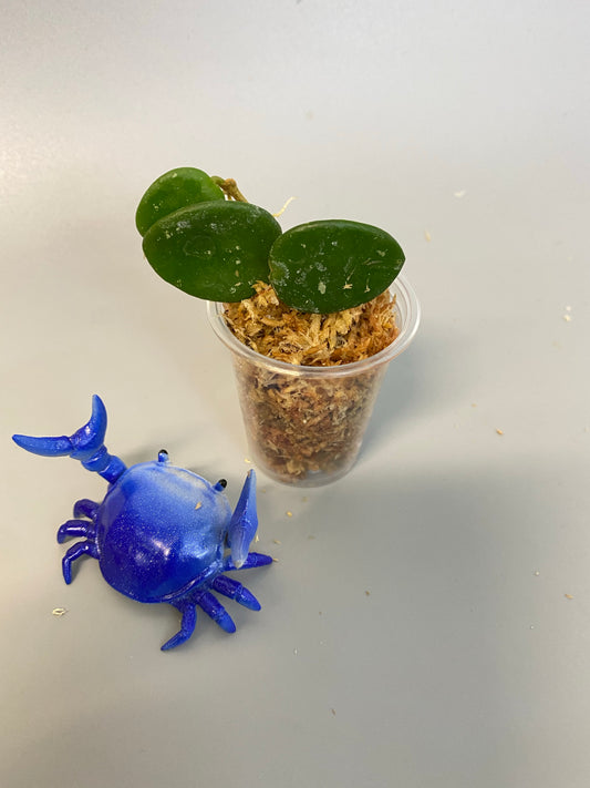 Hoya mathilde - just starting to root