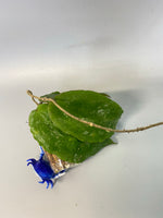 Hoya caudata big green leaf
