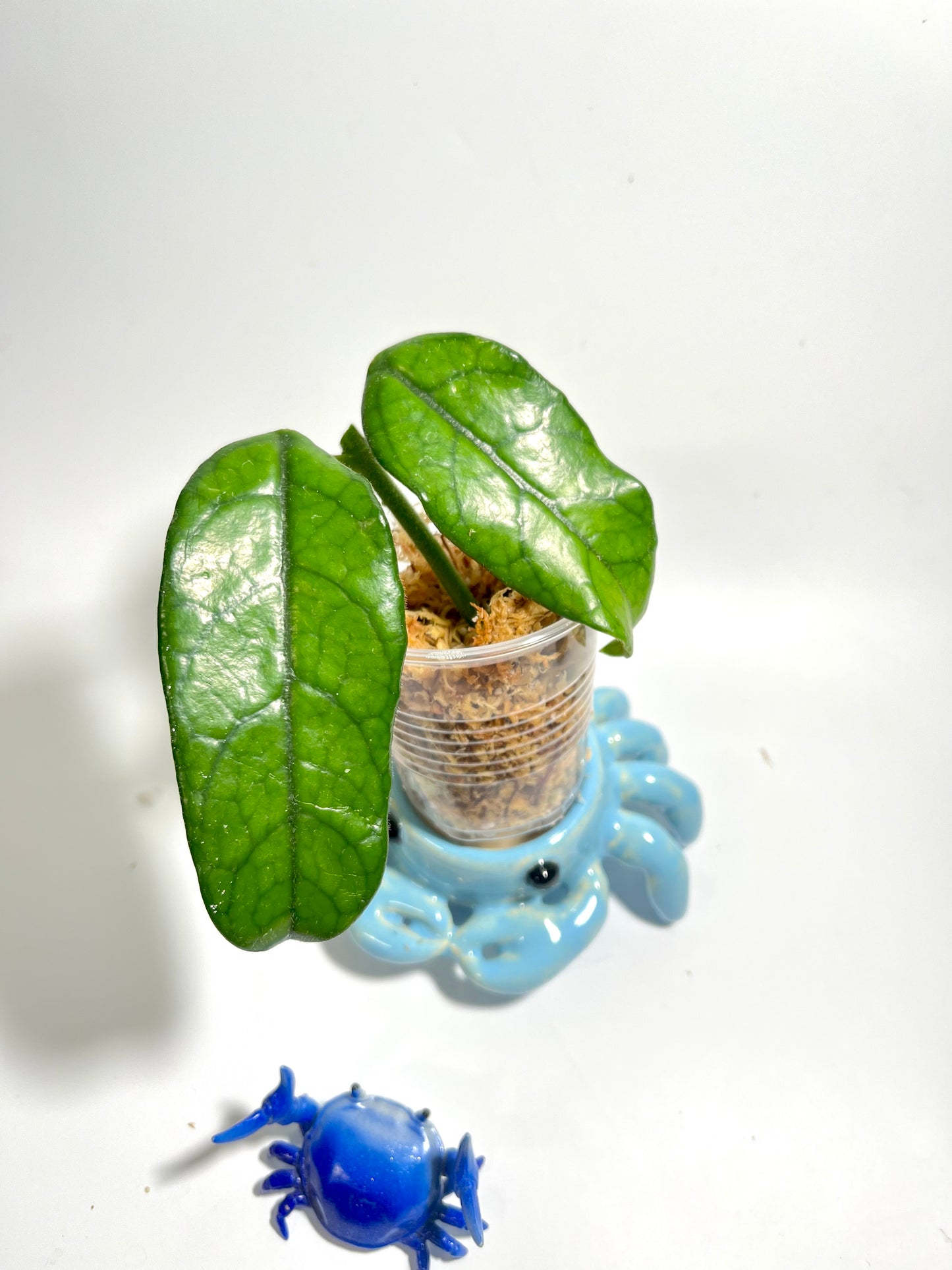 Hoya globulosa - Unrooted