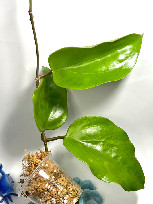 Hoya surigaoensis - Unrooted