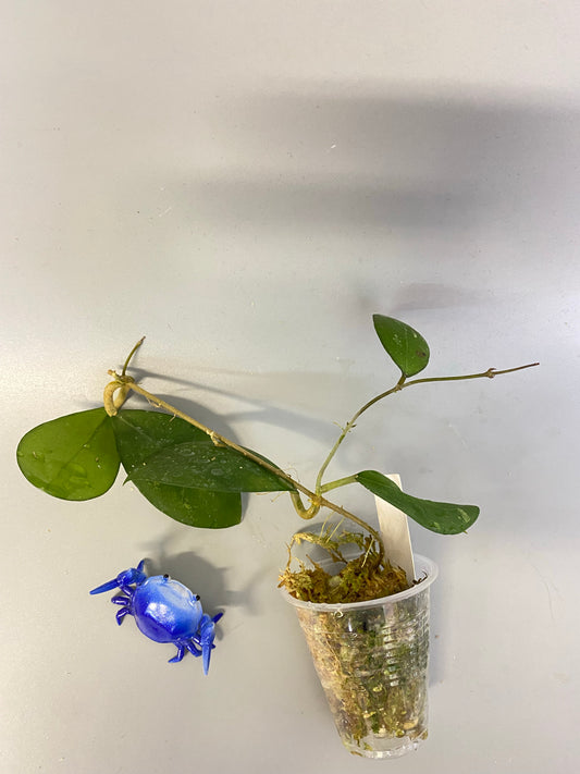 Hoya erythrostemma - big pink - active growth