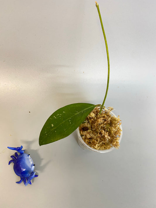 Hoya Hat Som Paen - unrooted