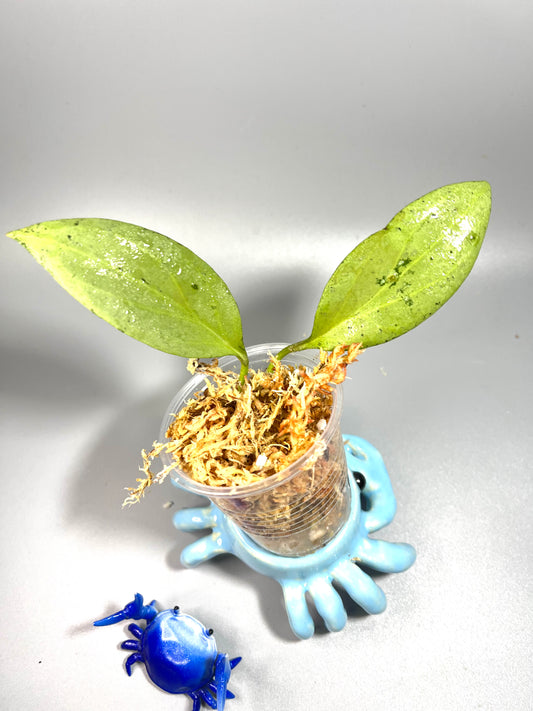 Hoya New Guinea ghost  - Unrooted