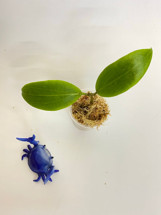 Hoya blashernaezii - growth point forming