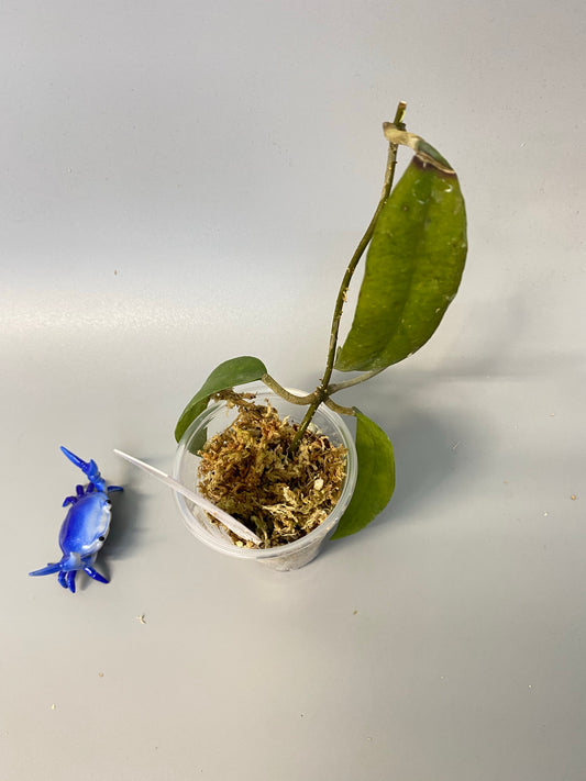 Hoya padangensis / uncinata- starting to root