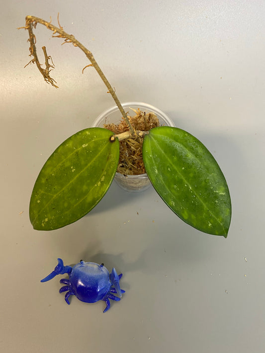 Hoya Hanhiae pink - unrooted