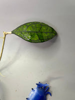Hoya Finlaysonii Big leaf - has roots.
