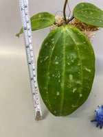 Hoya rangae huge leaf - has some roots