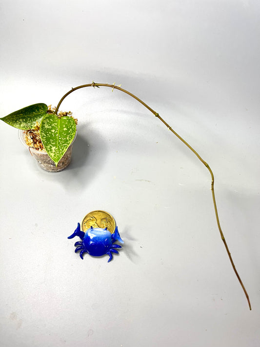 Hoya epc 973  - unrooted