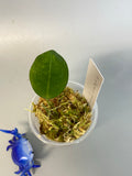 Hoya elliptica round leaf - starting to root