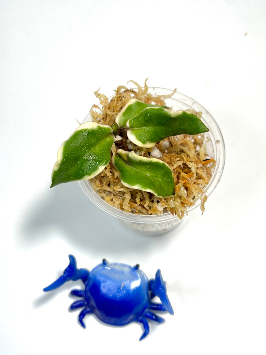 Hoya carnosa holliana - Unrooted