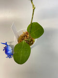 Hoya elliptica round leaf - starting to root