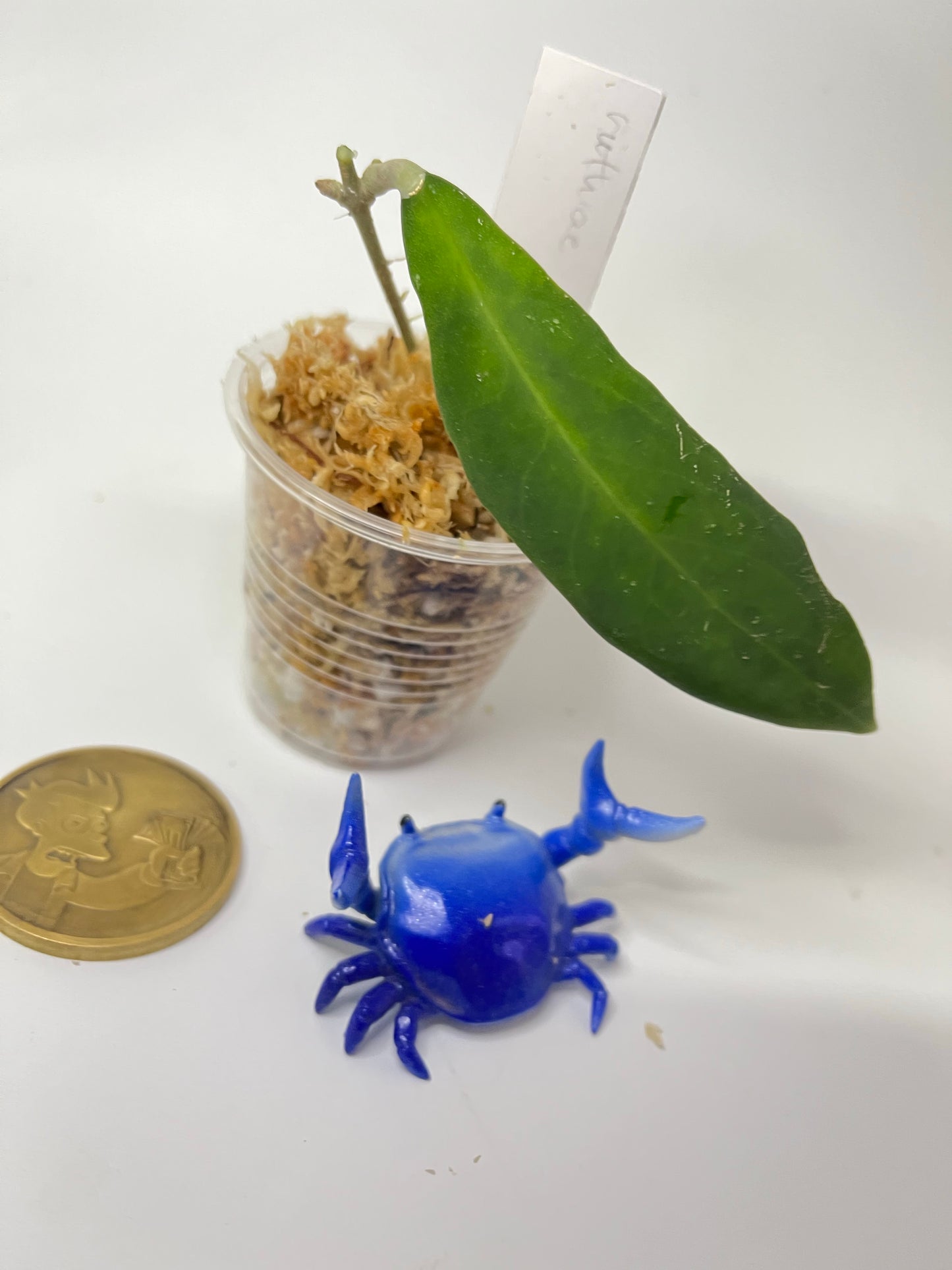 Hoya ruthiae / Ut 168 - Unrooted