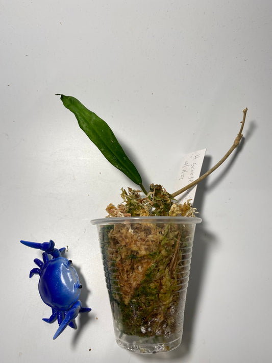 Hoya scortechinii pink UT001- has some roots